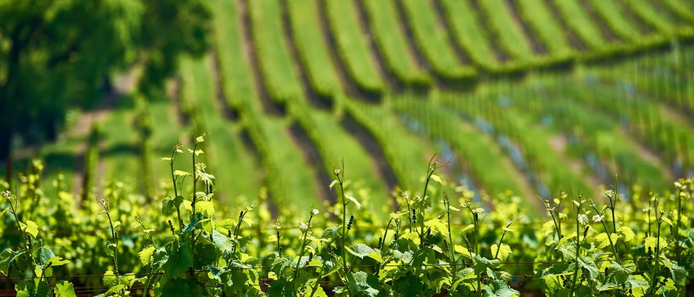 vineyards-in-california-usa-2.jpg